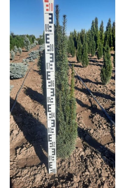 Тис ягідний / європейський Фастігіата Робуста - ком25кг/вис.80-100см/Ø25-30см/6р